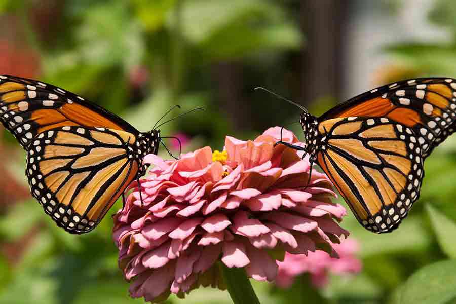 Psychological Growth and Contemplative Practice