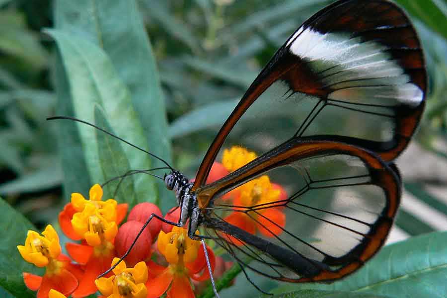 The Two Wings of Psychological Growth and Contemplative Practice