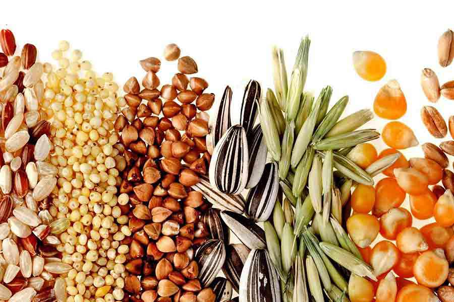 The Amazing Power of Wholegrains!