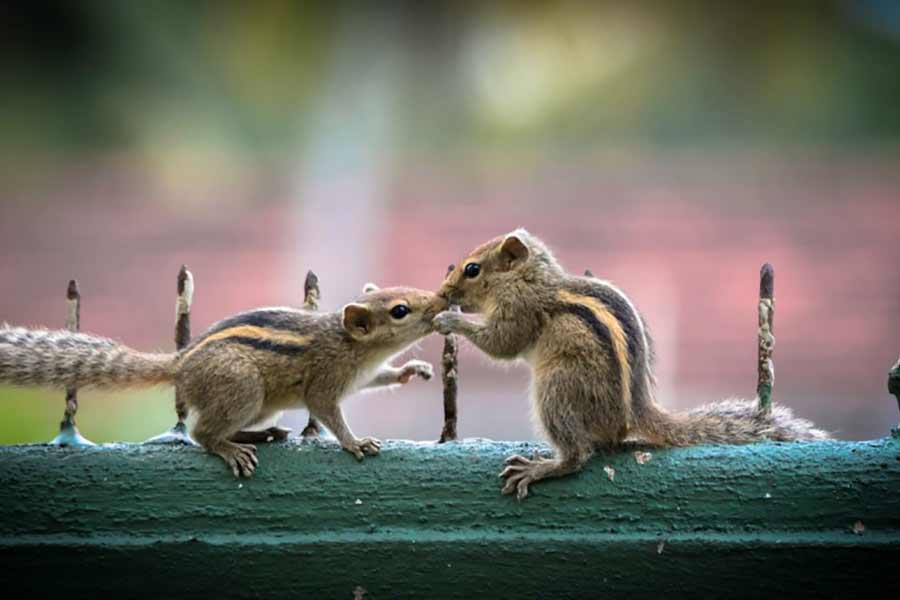 What is Conditional Love?