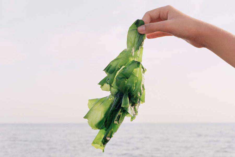 The Skinny on Seaweeds