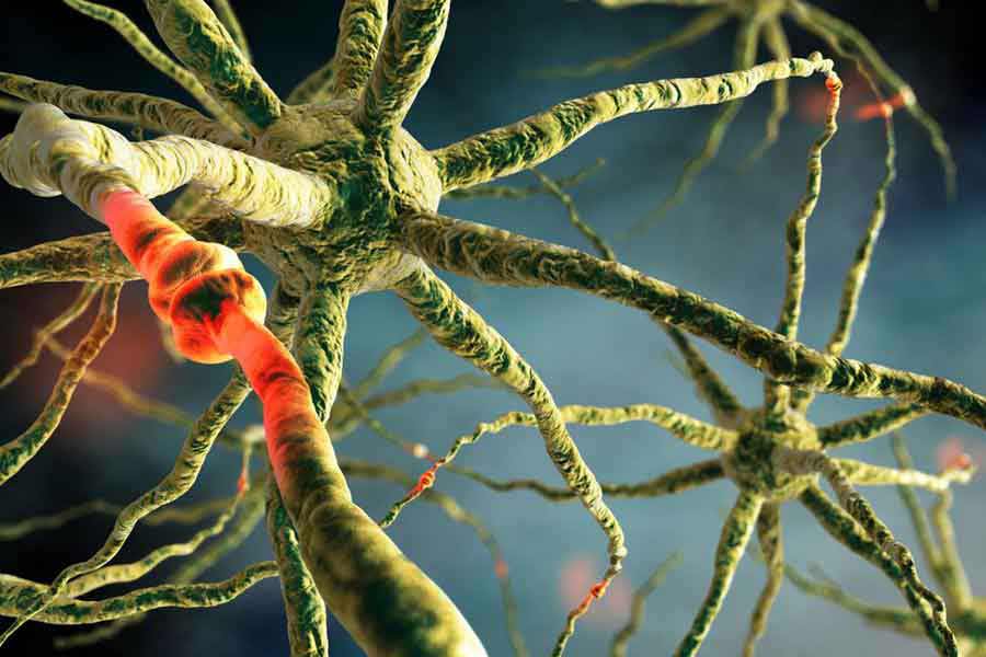 The Man Who Drew Neurons