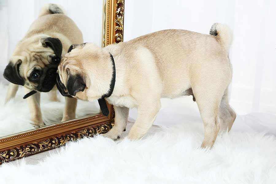 Creating Self Awareness