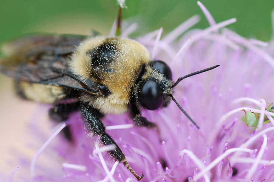 Pesticides Threaten Bee Colonies and Threatening Our Food Supply