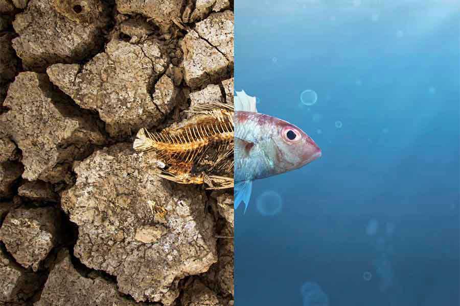 What We Eat Is Ruining the Planet