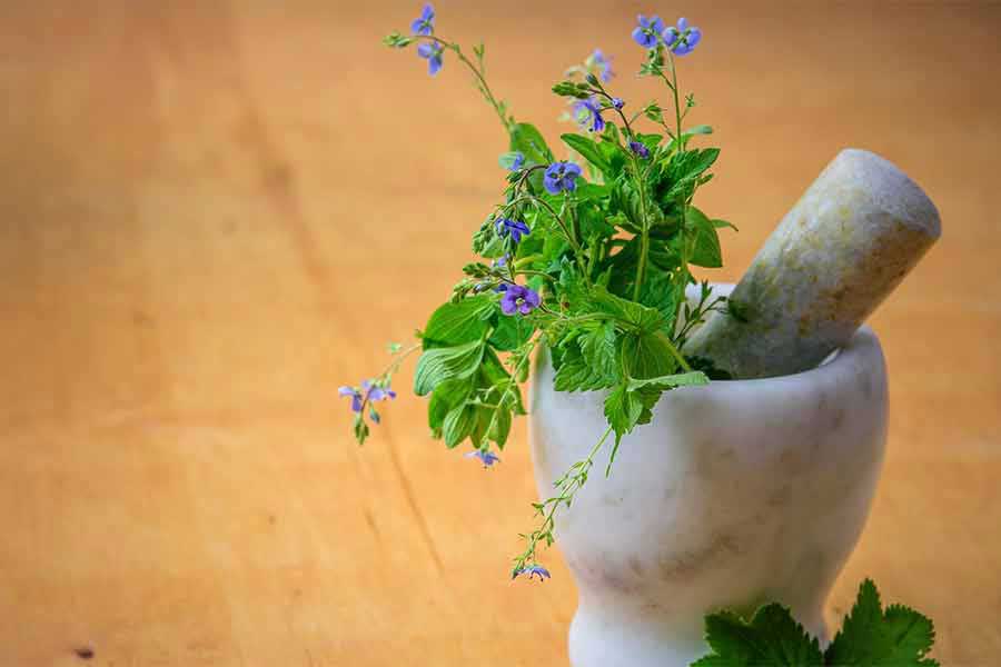 Finding the Way to Plant-Empowered Living