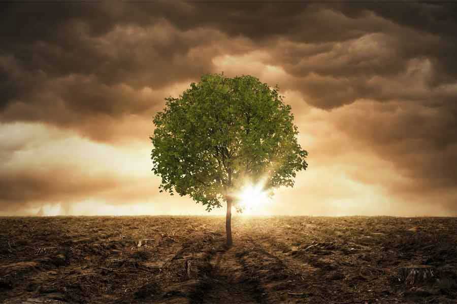 The Destruction of The Environment and Man