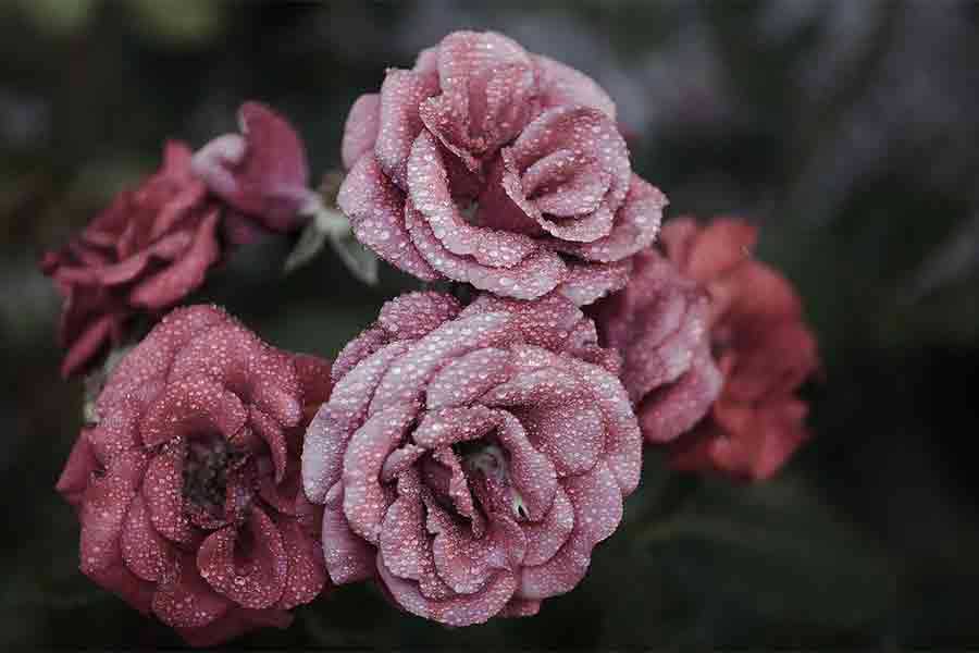 The Practice of Sympathetic Joy