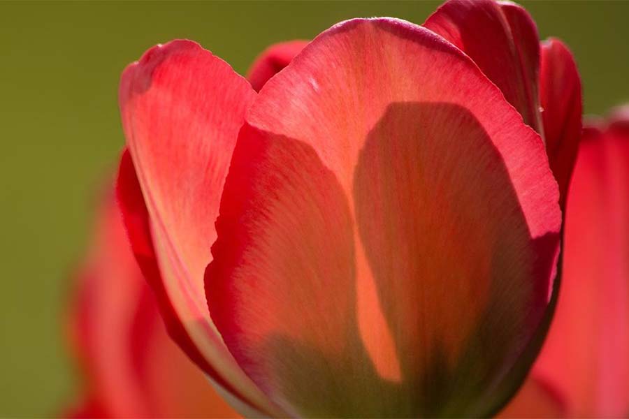 Developing Mindful Presence